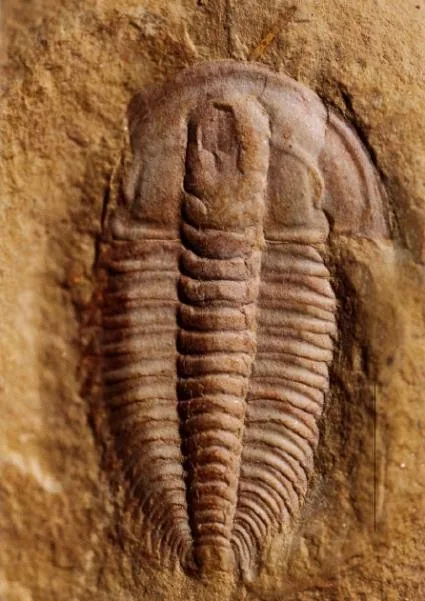 Palaeolenus douvillei — photo 3