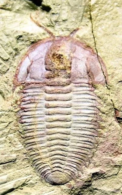 Palaeolenus douvillei — photo 4