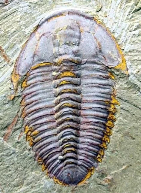 Palaeolenus douvillei — photo 5