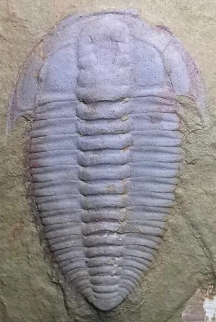 Palaeolenus douvillei — photo 6