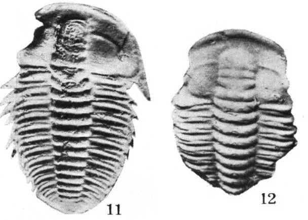Palaeolenus lantenoisi