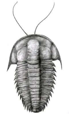 Palaeolenus lantenoisi — photo 2