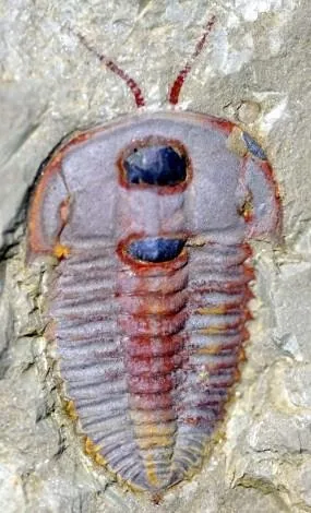 Palaeolenus lantenoisi — photo 3