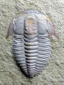Palaeolenus lantenoisi — photo 4