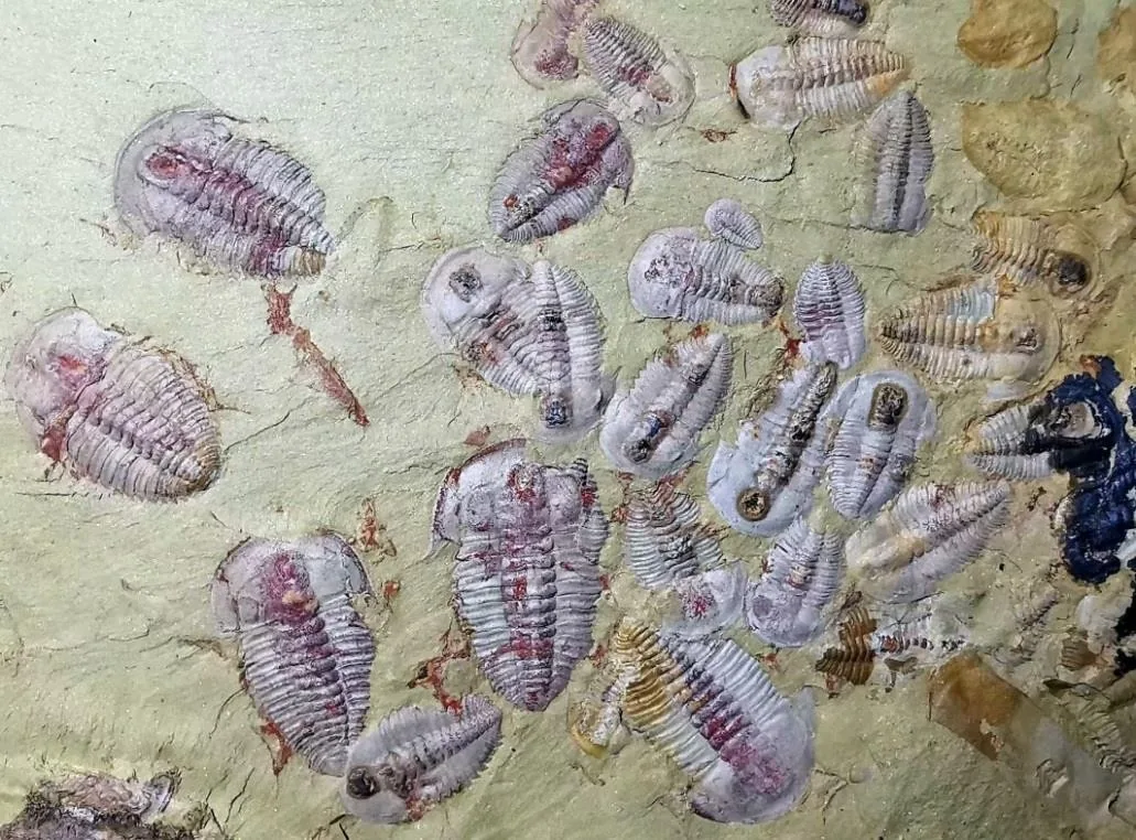 Palaeolenus lantenoisi — photo 5