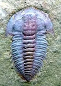 Palaeolenus lantenoisi — photo 6