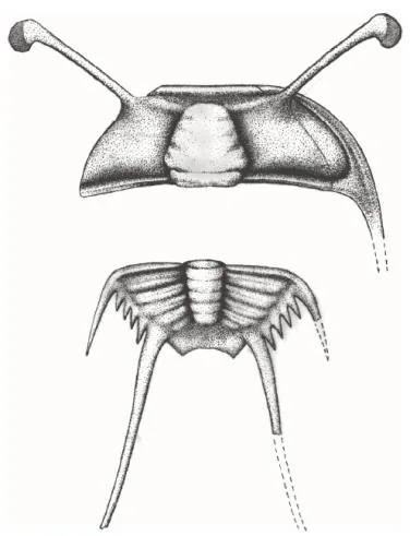 Parablackwelderia luensis — photo 2
