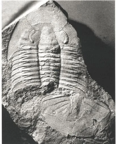 Paracoosia asiatica