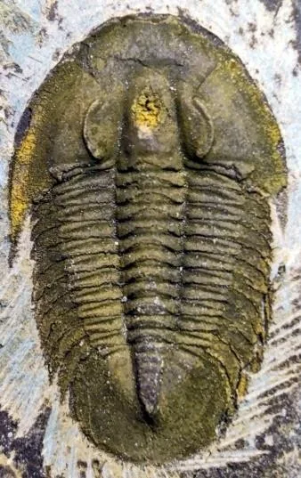 Paracoosia asiatica — photo 3