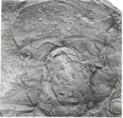 Paracoosia langgongsiensis