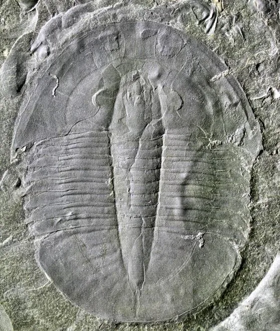 Paracoosia langgongsiensis — photo 3