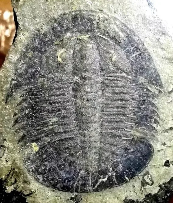 Paracoosia langgongsiensis — photo 4