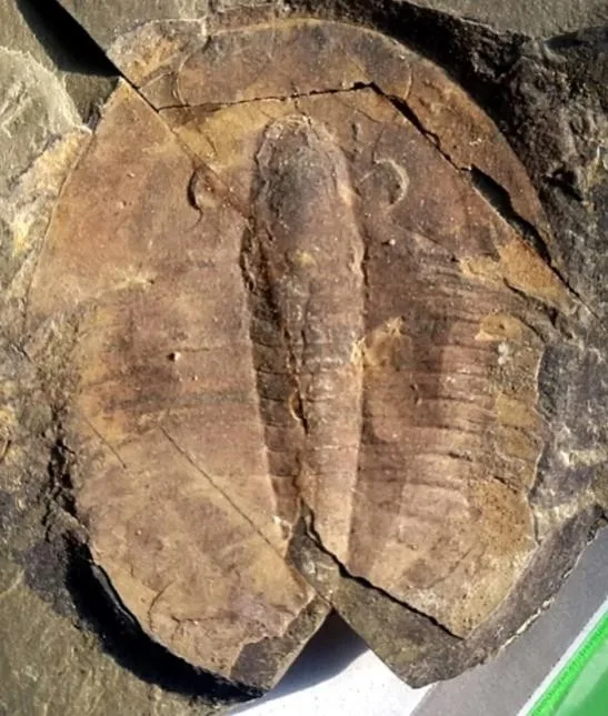Paracoosia langgongsiensis — photo 5