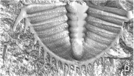 Paradamesella typica