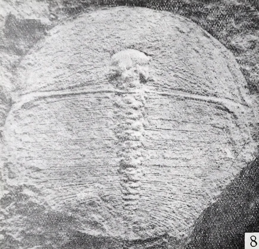 Paradionide anmenensis