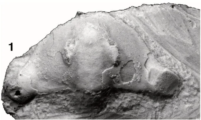 Peachella brevispina