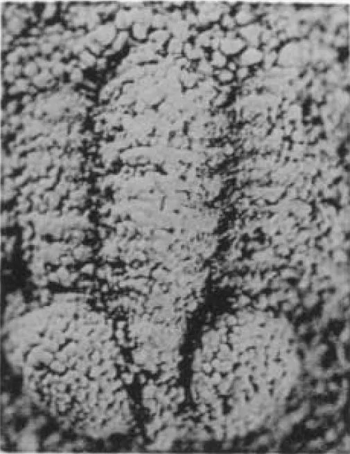 Pemphigaspis bullata