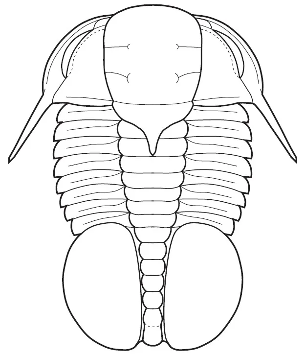Pemphigaspis bullata — photo 3