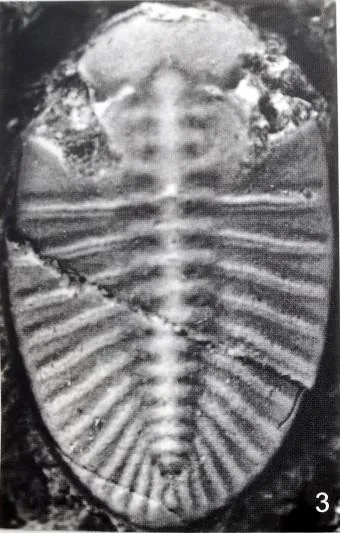 Pengia fusilis