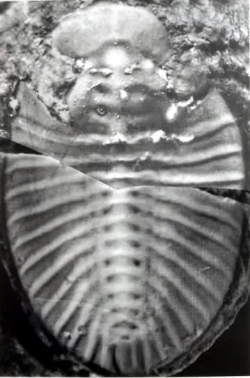 Pengia fusilis — photo 3