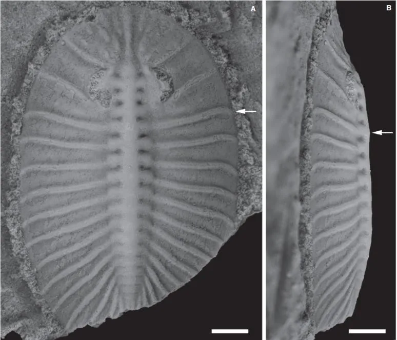 Pengia palsgaardia