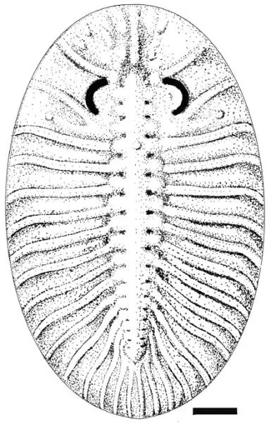 Pengia palsgaardia — photo 2