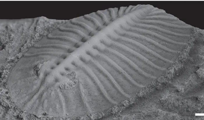 Pengia palsgaardia — photo 3