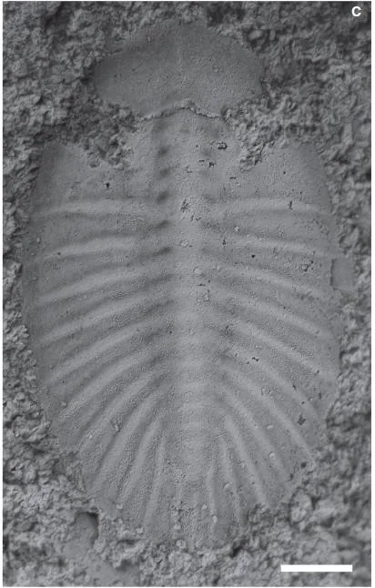 Pengia palsgaardia — photo 4