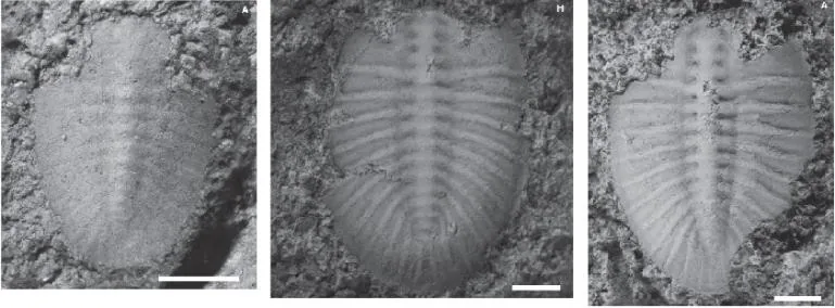 Pengia palsgaardia — photo 5