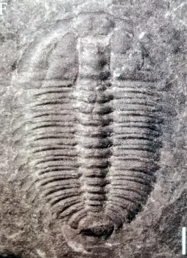 Pengjinia pengjinae