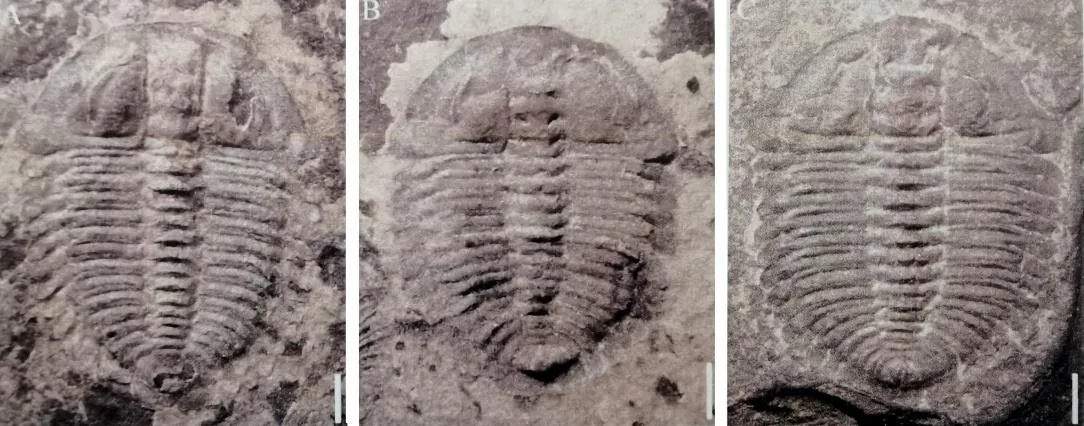 Pengjinia pengjinae — photo 2