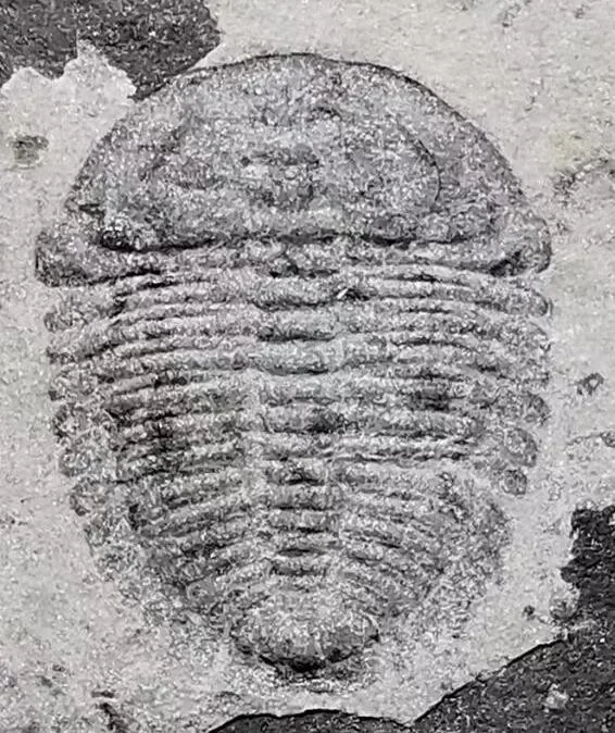 Pengjinia pengjinae — photo 3