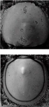 Peratagnostus obsoletus