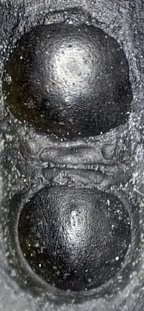 Peratagnostus obsoletus — photo 4