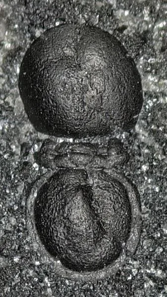 Peratagnostus obsoletus — photo 8