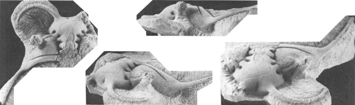 Perirehaedulus caprus
