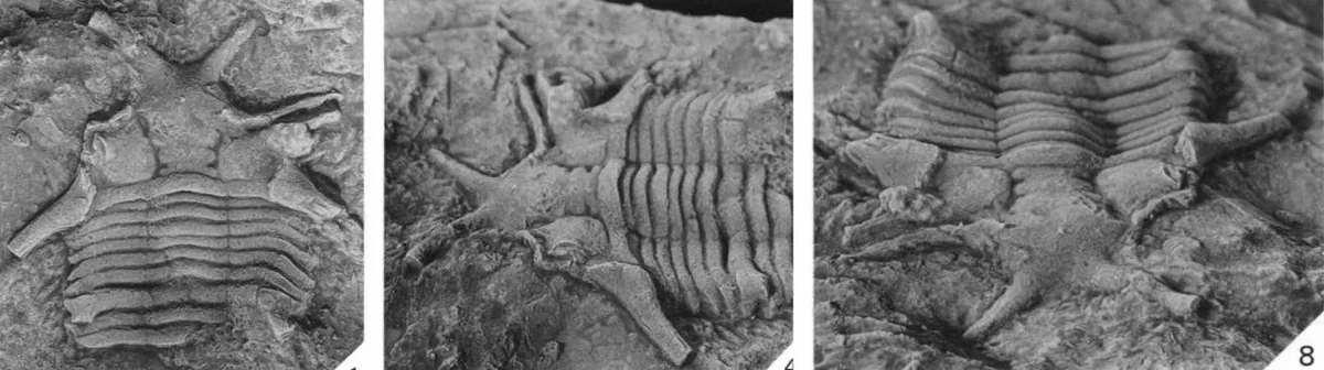 Perirehaedulus richardsi