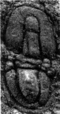 Peronopsis majiangensis