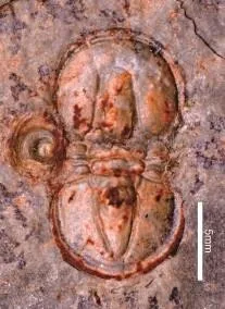 Peronopsis rotundatus — photo 3