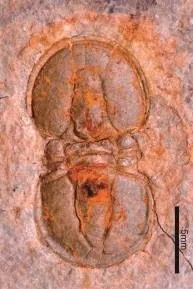 Peronopsis rotundatus — photo 4