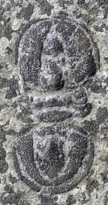 Peronopsis taijiangensis — photo 2