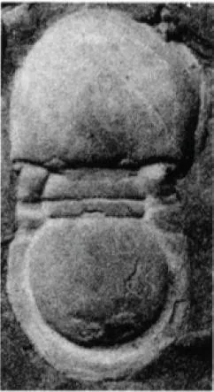 Phalagnostus nudus