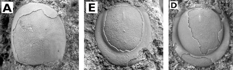 Phalagnostus nudus — photo 2