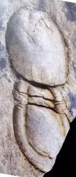 Phalagnostus nudus — photo 3