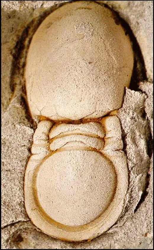Phalagnostus nudus — photo 4