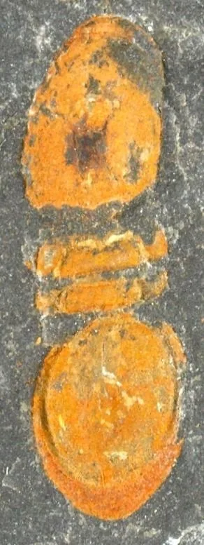 Phalagnostus nudus — photo 5