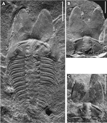 Phantaspis auritus