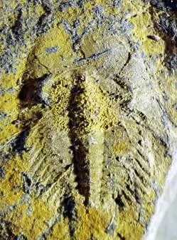 Phantaspis auritus — photo 7