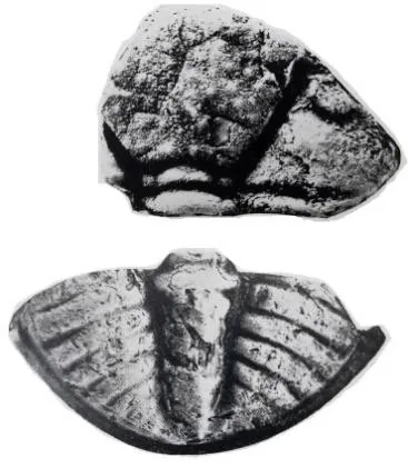 Plagiolaria nandanensis