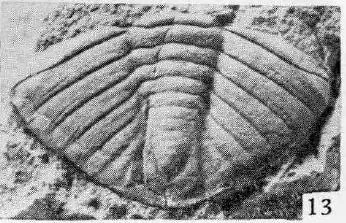 Platycoryphe sinensis — photo 2